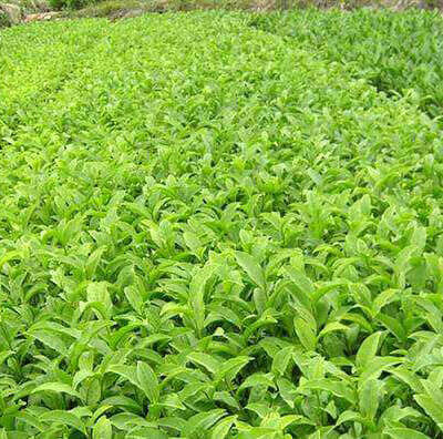 Sinensis-Cultivar-Fuyun-No-6