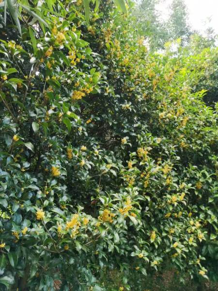 China Grüntee »Sweet Osmanthus«