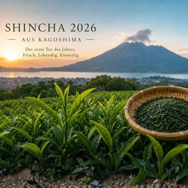 Shincha-2026
