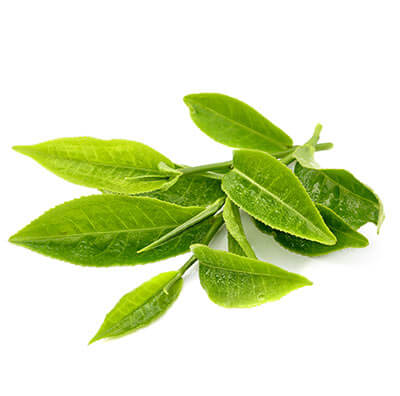 Teepflanze
