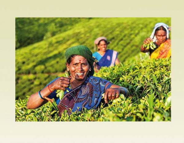 »Schwarztee Assam« Probier-Set mit vier Sorten