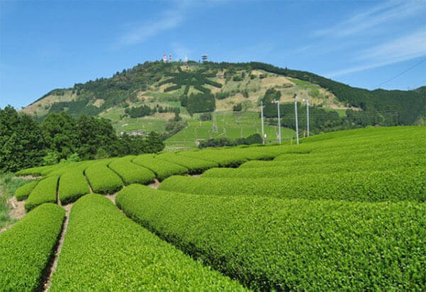 Shincha-Okumidori