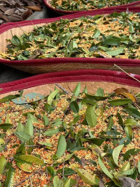 China Grüntee »Sweet Osmanthus«