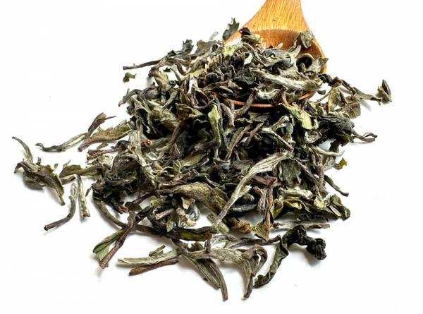 Darjeeling Flugtee First Flush 2025 »Gielle« DJ17 Clonal