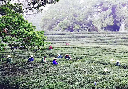 westlake-lungching-teegarten