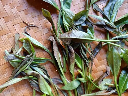 erfrorene-Teeblaetter